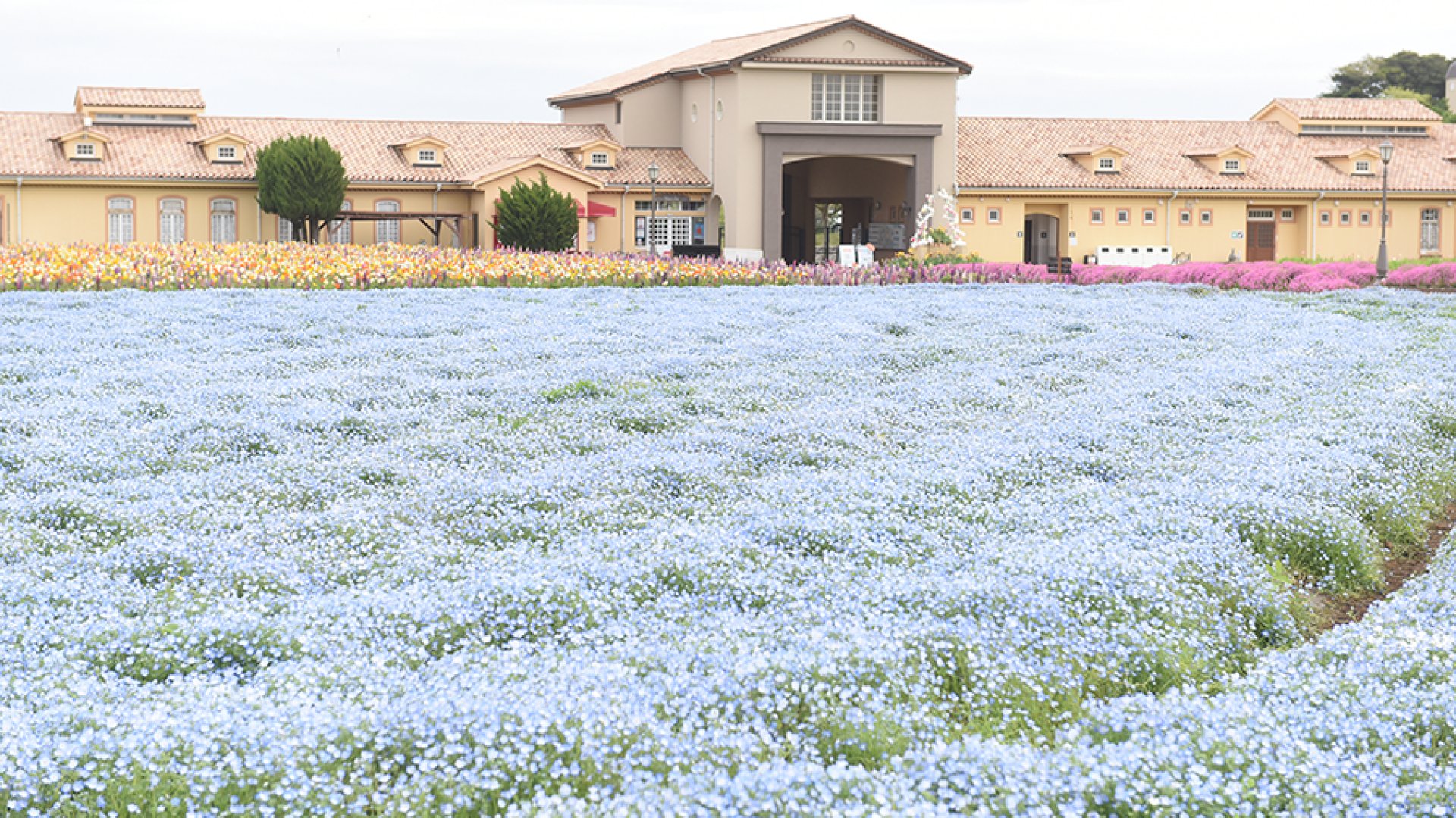 🌻 나가이 바닷가 공원 솔레이유 언덕(나가이 우미노테 코엔 소레이유노오카) 이미지 1